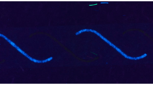 Detalle del tactocel bajo luz UV